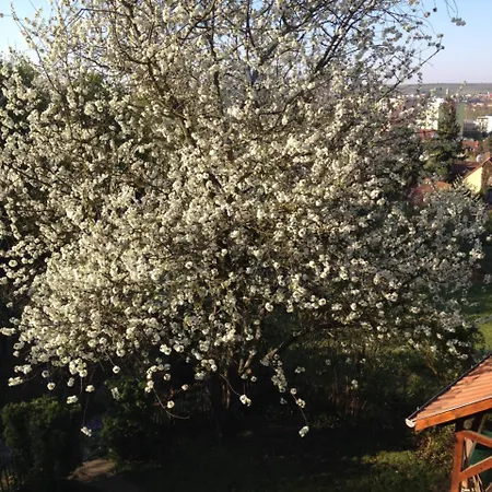 Hungária *