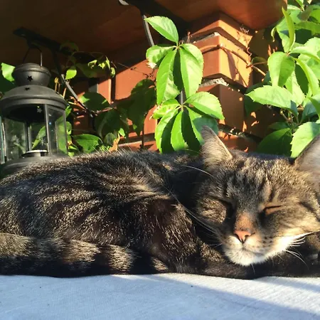 게스트하우스 Hungaria Vendeghaz 3*